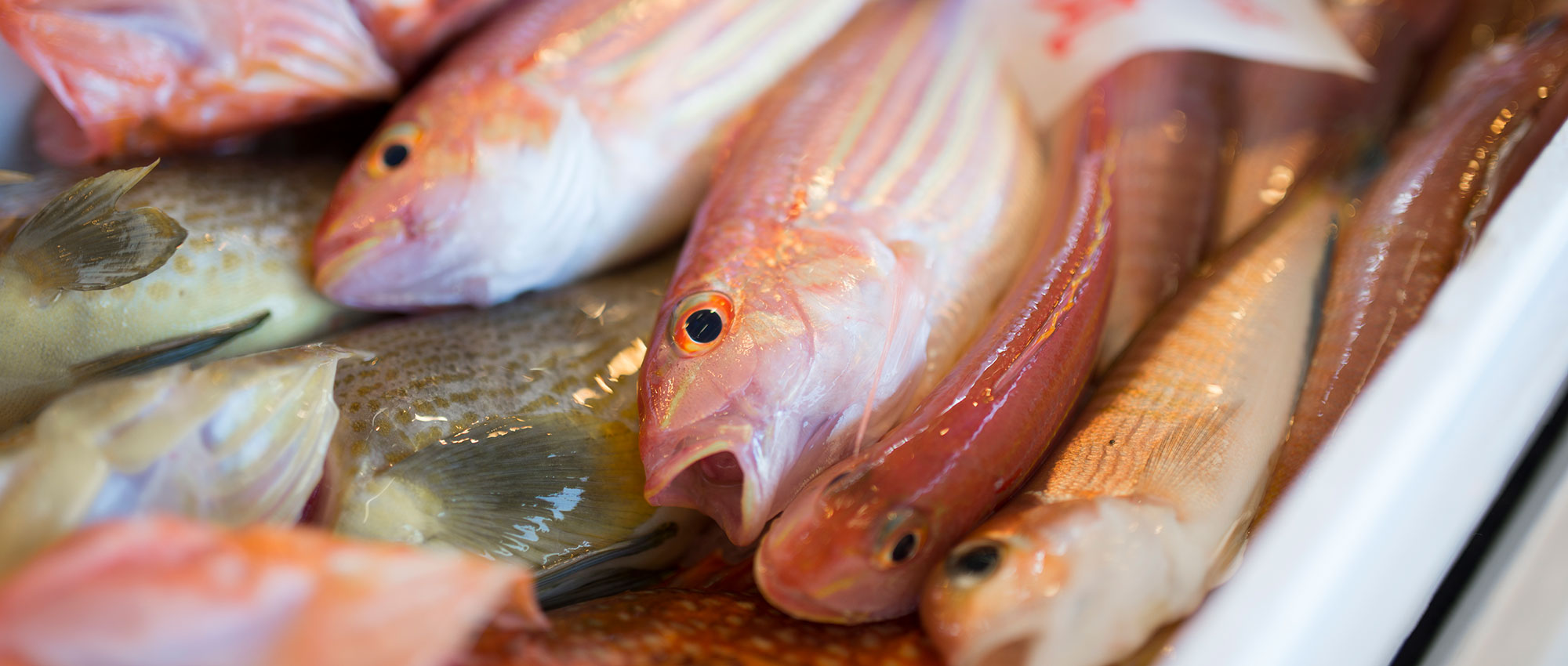 越前ガニのとび魚の店舗